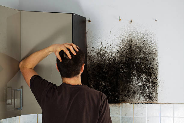 Best Toxic Mold Removal  in Eaton Estates, OH