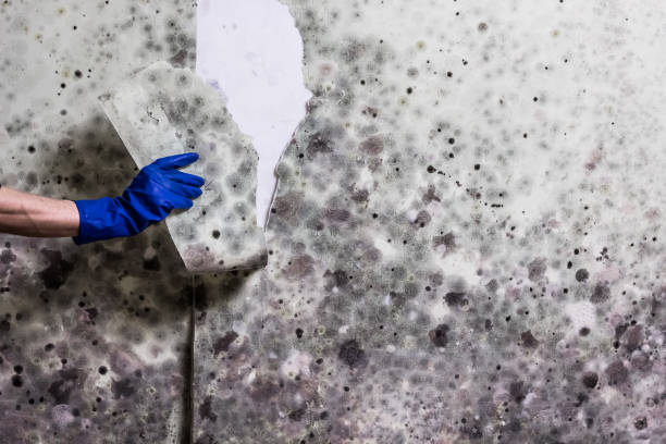 Best Certified Mold Removal  in Eaton Estates, OH